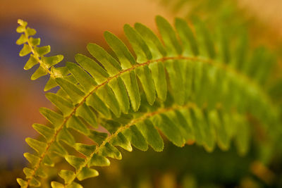 Close-up of fern leaves