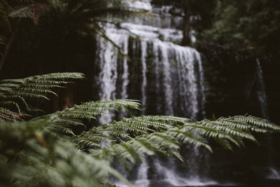 Close-up of plants against waterfall