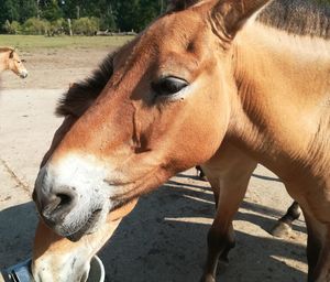 Close-up of horse in ranch