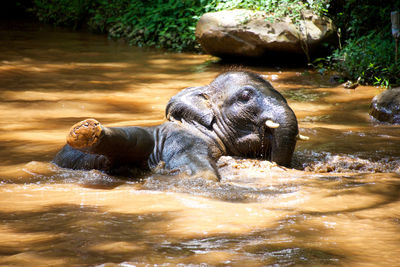 Close-up of elephant in water