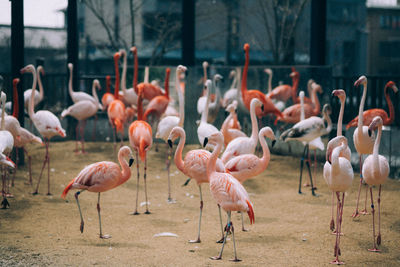 Flamingos on ground