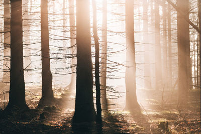 Trees in forest