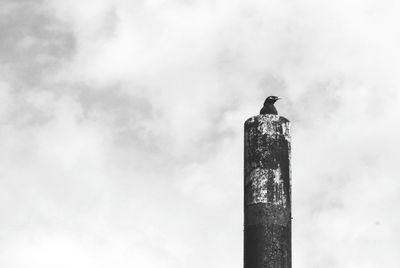 Low angle view of bird perching against sky