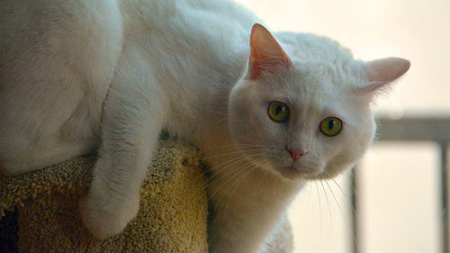 Close-up portrait of cat