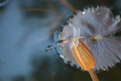 Close-up of insect on plant