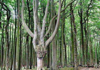 View of trees in forest