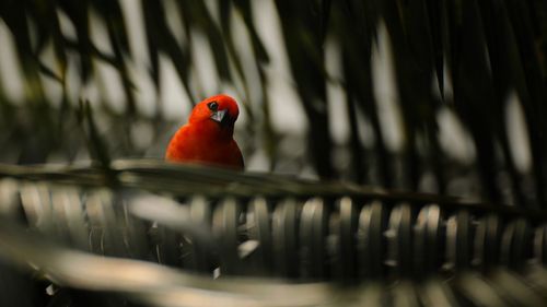 Close-up of bird perching on leaf