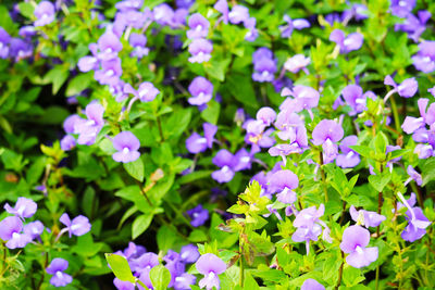 Close-up of purple flowering plants