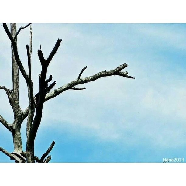 transfer print, sky, low angle view, auto post production filter, branch, nature, blue, bare tree, cloud, day, tranquility, outdoors, dead plant, no people, cloud - sky, beauty in nature, close-up, twig, growth, clear sky