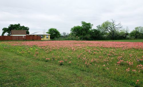 Plants growing on field against sky