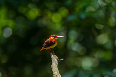 Close-up of a bird perching on branch