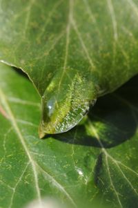 Extreme close up of green leaf