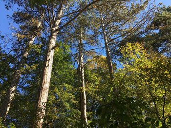 Low angle view of trees in forest