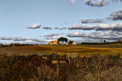 View of sheep on field against sky