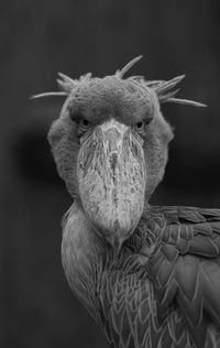 Close-up portrait of a bird