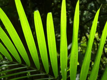 Close-up of fresh green plants