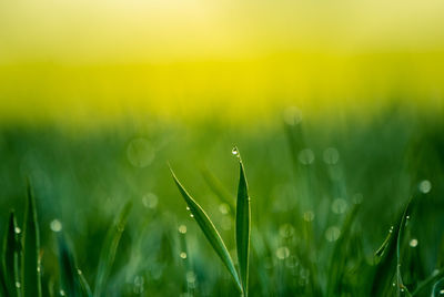 Wet grass in the spring. rural scenery of a green field. water droplets on the grass spikes. 