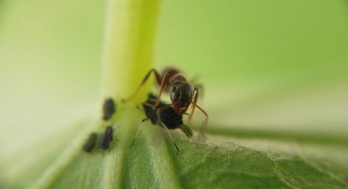 Close-up of insect on leaf