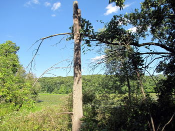 Trees on landscape against blue sky