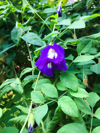 Close-up of purple crocus blooming outdoors