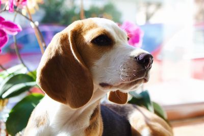 Profile of beagle dog 