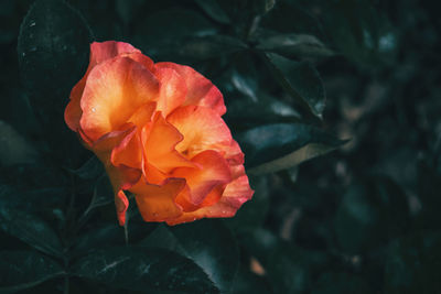 Close-up of rose flower