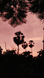 Low angle view of palm trees against sky