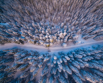 Scenic view of forest in winter