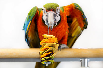 Close-up of parrot perching on wood