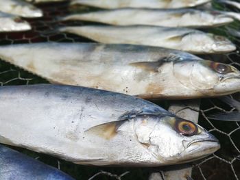 Close-up of fish for sale in market