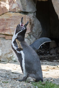 Side view of an animal on rock