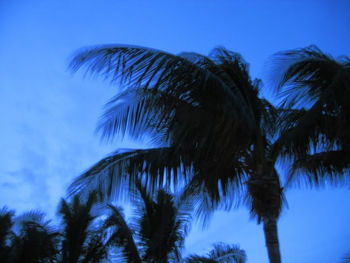 Low angle view of palm trees against blue sky