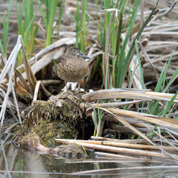 Close-up of bird perching on plant in field