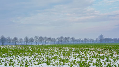 Scenic view of field against sky during winter