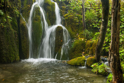 Scenic view of waterfall in forest