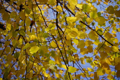 Low angle view of flowering tree during autumn