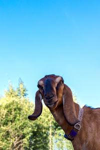 Low angle view of dog against clear blue sky