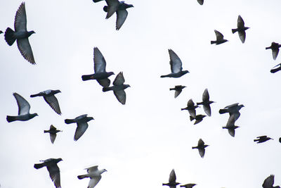 Low angle view of birds flying