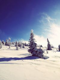 Trees on snow covered landscape against sky