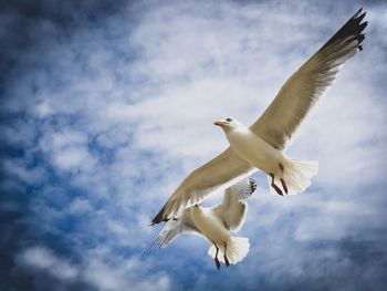 Low angle view of seagull flying