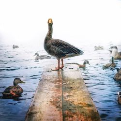 Close-up of birds perching on lake