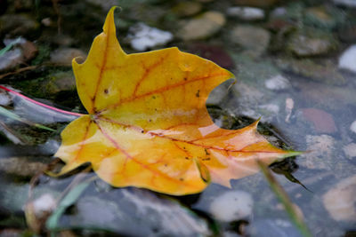 Close-up of wet maple leaf during autumn