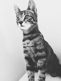 Close-up portrait of cat sitting on floor