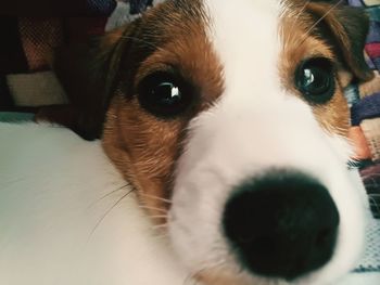 Close-up portrait of dog at home