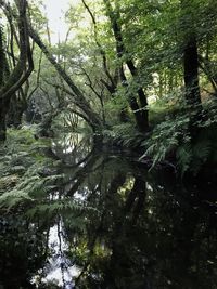 Trees in forest against sky