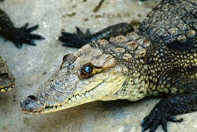 Close-up of crocodile