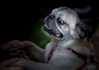 Cropped hands of person holding pug