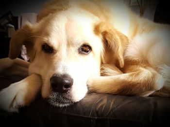 Close-up of dog lying down