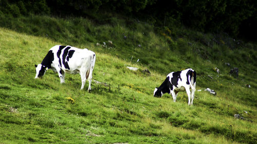 Cows standing in a field