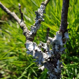 Close-up of lichen on tree trunk in forest